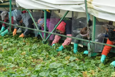 Acht bis zehn Personen liegen in diesen „Gurkenfliegern“ über Stunden nebeneinander auf dem Bauch und pflücken jede kleine Gurke