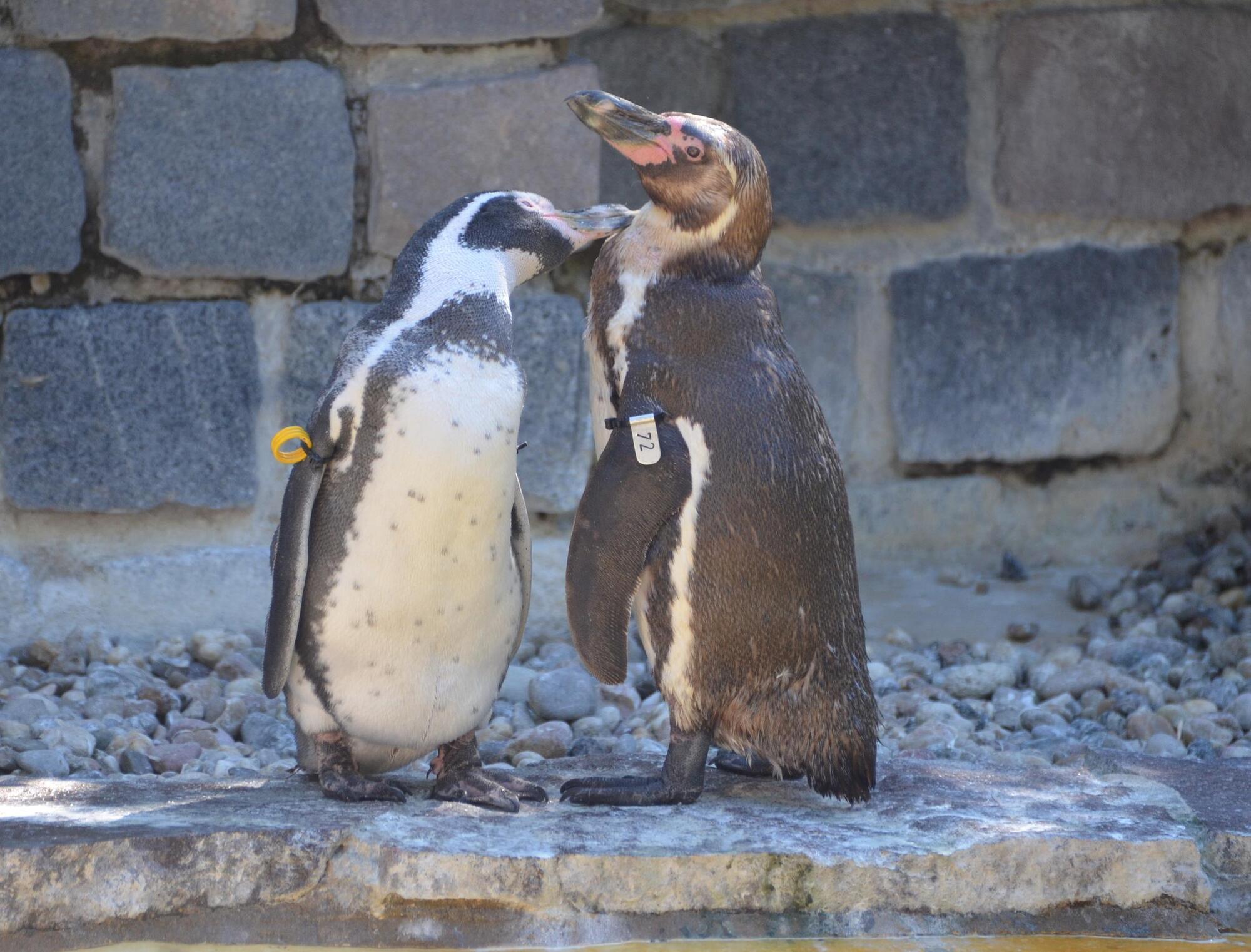 pinguine kennenlernen)