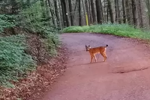 Unweit der Dicken Eiche konnte Raymund Burkhard am Freitagabend diesen Luchs fotografieren. 
