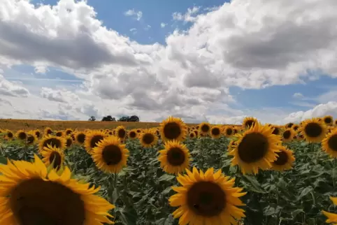 Auf einem Feld bei Schrollbach stehen etliche Sonnenblumen, die später Vogelfutter liefern.
