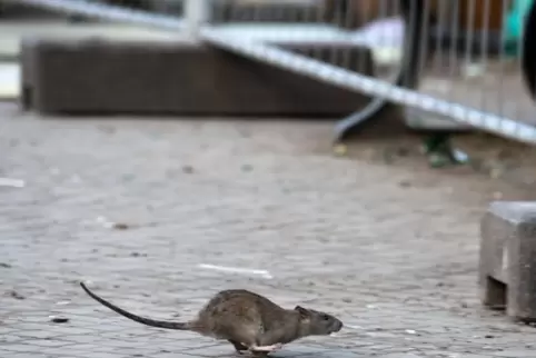 Werden vereinzelte Ratten gesichtet, wird nicht zwingend gleich gehandelt.