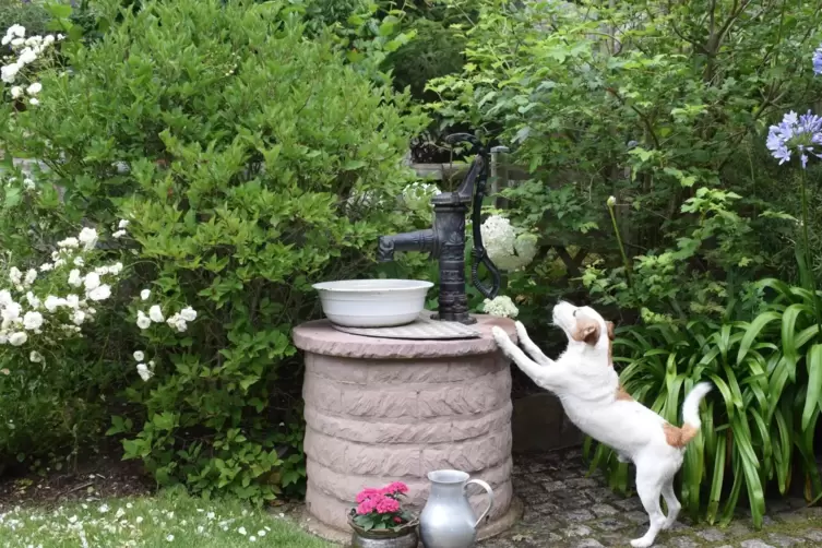 Auch Ute Schülers Parson Russell Terrier Andy findet augenscheinlich gefallen an dem für sein Frauchen sehr nützlichen Brunnen i