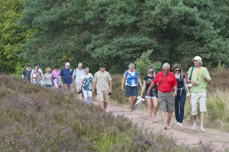 Zu Fuß – wie hier bei der Barfußwanderung vor fünf Jahren – müssen die Besucher in diesem Jahr die Mehlinger Heide erkunden. Füh