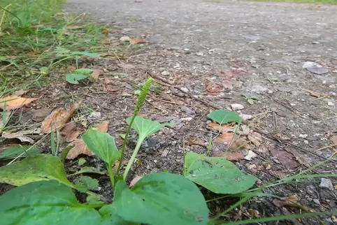 Breitwegerich wächst direkt am Wanderweg. Das Foto dokumentiert gut, dass seine Ansprüche an den Boden nicht besonders groß sind