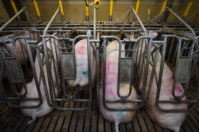 Eingepfercht: In Schweinen fanden Forscher Keime, die bereits beachtlich resistent sind gegen die menschliche Immunabwehr.