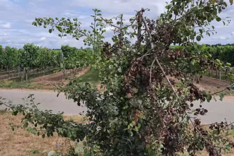 Beschädigt: ein junger Speierling an der alten Landstraße zwischen Forst und Niederkirchen. 
