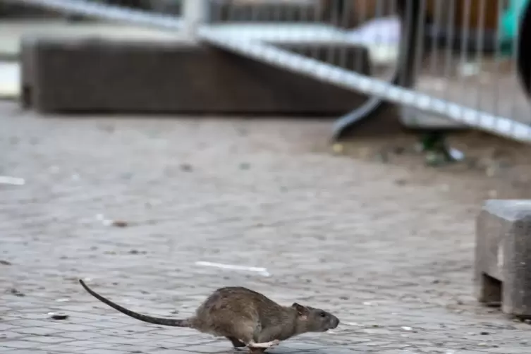 Eine Ratte läuft aufgeschreckt über den Gehweg. 