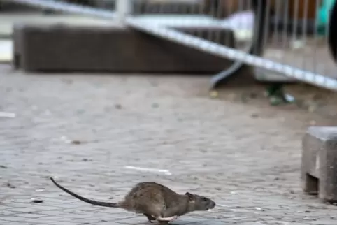 Eine Ratte läuft aufgeschreckt über den Gehweg. 