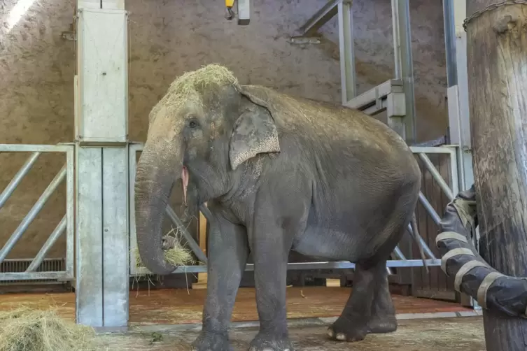 Elefantendame Trinh im Neunkircher Zoo, rechts das Elefantenspielzeug. 