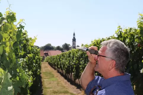 Früher ging die Weinlese vor Ende September nicht los, heute haben die Reben von Winzer Matthias Heil aus Kirchheim schon Anfang