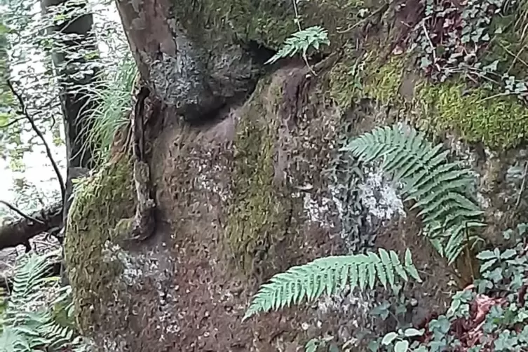 Schlafender Drache mitten im Wald.