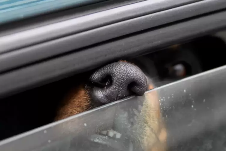 (Symbolbild) Wer Tiere im Auto zurücklässt verstößt meistens gegen das Tierschutzgesetz.
