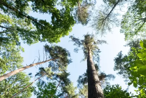 Mit der anhaltenden Trockenheit steigt die Waldbrandgefahr.
