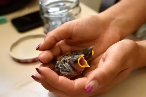 Hungrige Spatzen, die noch ins Nest gehören: In diesem Sommer hatte die Wildvogelstation nicht so viele Fälle dieser Art.