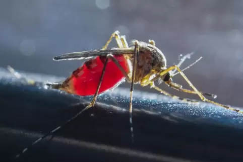 Eine vollgesaugte Stechmücke, in der Pfalz meist Schnake genannt. 