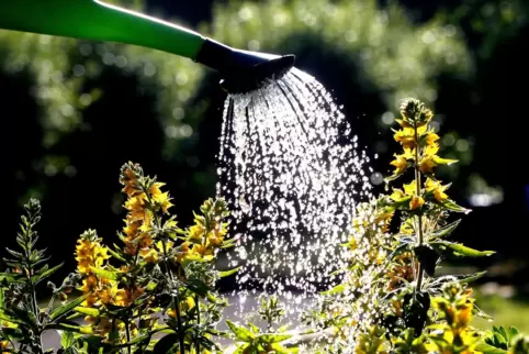 Auch Pflanzen brauchen Wasser. Ist das knapp, sollte das Gießen aufs Allernötigste beschränkt werden. 