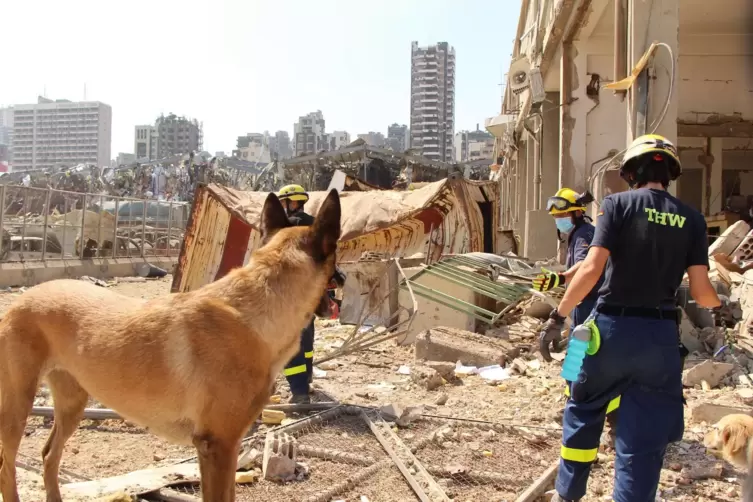 Vier Hunde halfen bei der Suche nach Verschütteten in den Trümmern. Inzwischen konzentrieren sich die Einsatzkräfte des THW auf 