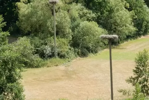 Die beiden Nester im Lohnsbachtal sind schon seit etlichen Tagen verwaist. Die beiden Nester im Lohnsbachtal sind schon seit etlichen Tagen verwaist.