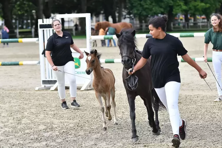 Die Dartmore-Ponys, die 2019 beim Fohlenchampionat im Landgestüt zu sehen waren, sind auch in diesem Jahr wieder dabei. 