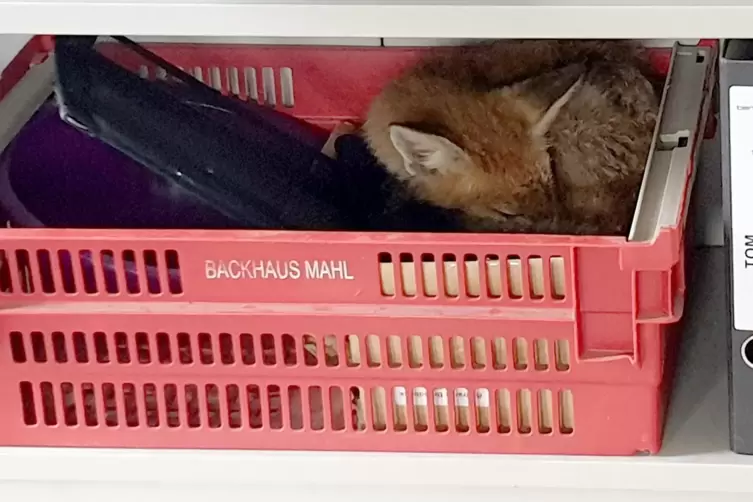 Der Fuchs schläft völlig entspannt in einer Kiste der Firmenküche.