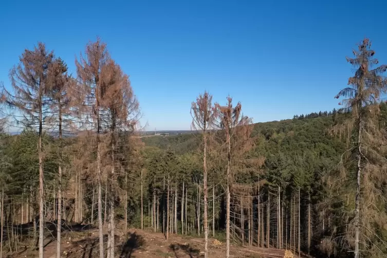 Bereits 2018 verursachte Trockenheit Schäden in rheinland-pfälzischen Wäldern. 