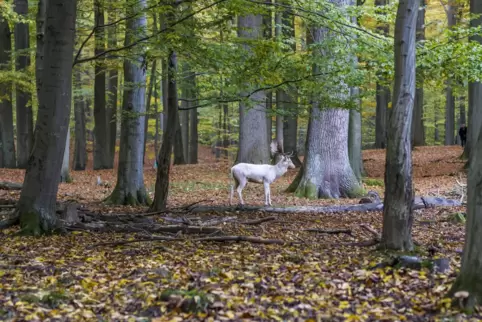 „Hinter Hiawatha brach ein weißer Hirsch durchs Gebüsch.“ 