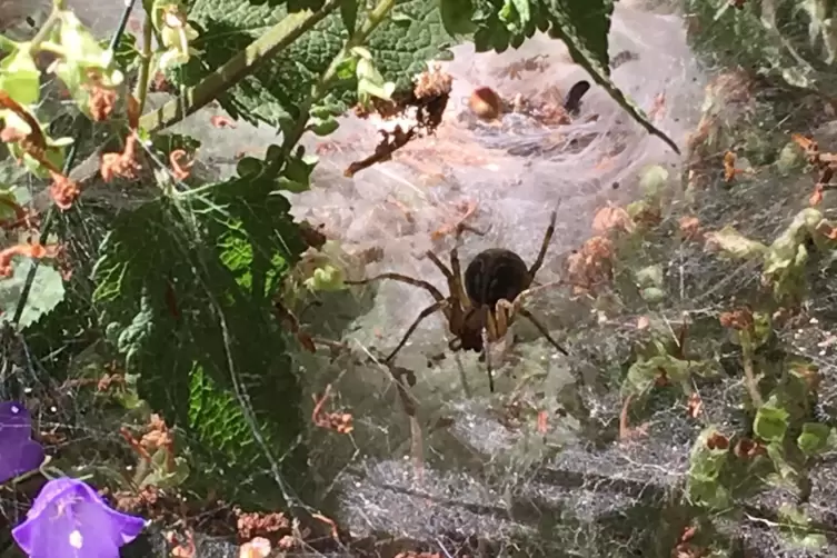 Eine Spinne im Wald.