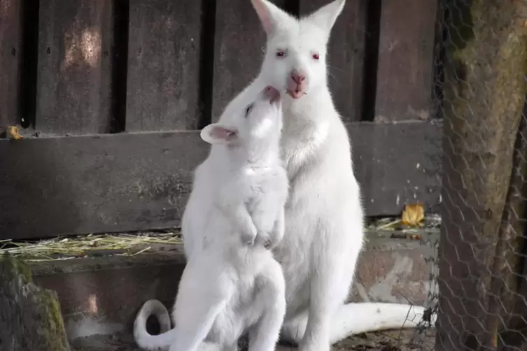 Seit Wochen war das weiße Baby-Känguru Mila (vorne) eine Zoo-Attraktion. Albino-Exemplare sind selten; eine noch viel seltenere 