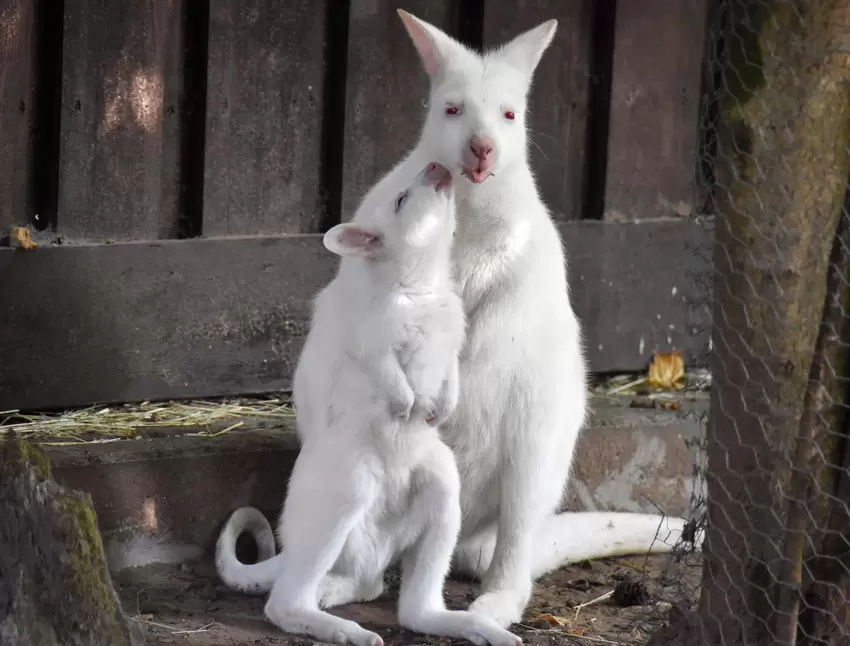 Seit Wochen war das weiße Baby-Känguru Mila (vorne) eine Zoo-Attraktion. Albino-Exemplare sind selten; eine noch viel seltenere