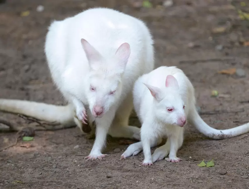 roo-2