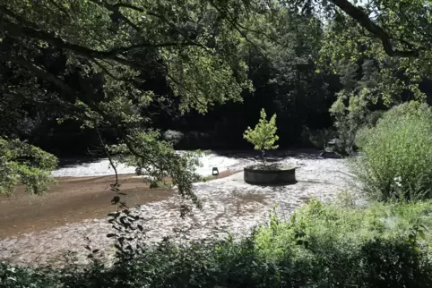 Der Wasserspiegel des Schwanenweihers wurde seit Anfang der Woche um etwa einen Meter abgesenkt.