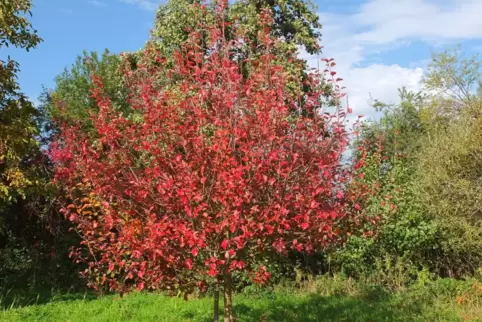Wunderschöne Herbstfärbung: Wildäpfel haben zwar kleinere Früchte, aber einen hohen ökologischen Wert.