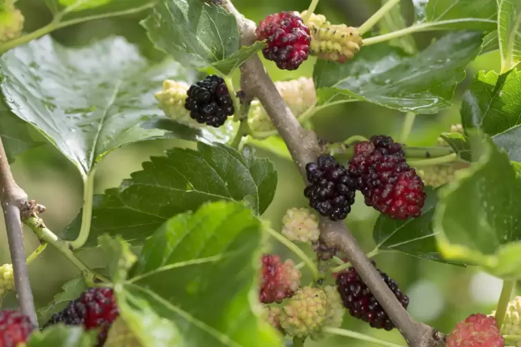Die Schwarze Maulbeere stammt aus Asien. 
