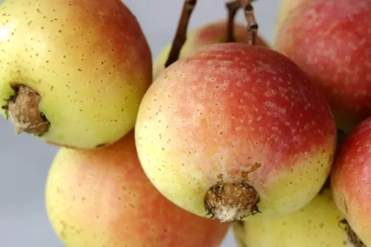 Die Fr&uuml;chte des Klimagewinners Speierling k&ouml;nnen zu Marmelade und Saft verarbeitet werden. Sogar f&uuml;r den &bdquo;&Auml;ppelwoi&ldquo; taugen sie. 