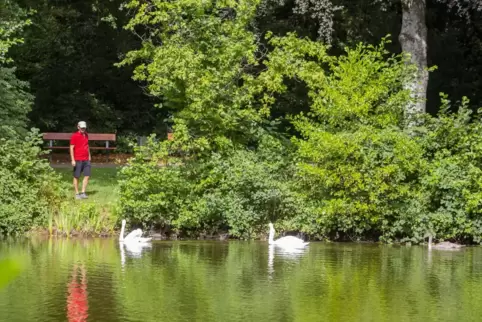 Die Schwanenfamilie hat ihr neues Heim auf dem Furpacher Gutsweiher bezogen. Die Schwanenfamilie hat ihr neues Heim auf dem Furpacher Gutsweiher bezogen.