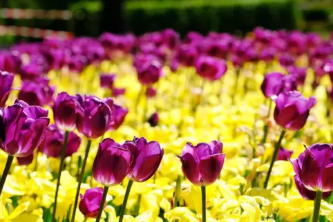Die Tulpenblüte im Rosengarten im Frühjahr dieses Jahres. 