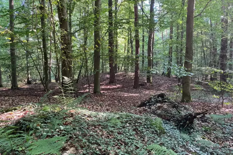 Rund 85 keltische Hügelgräber gibt es im Wald bei Herxheim. 