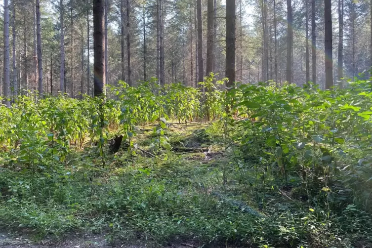 Der Holzvollernter hat 3500 Jahre alte keltische Hügelgräber wie dieses im Wald bei Herxheim überrollt. 