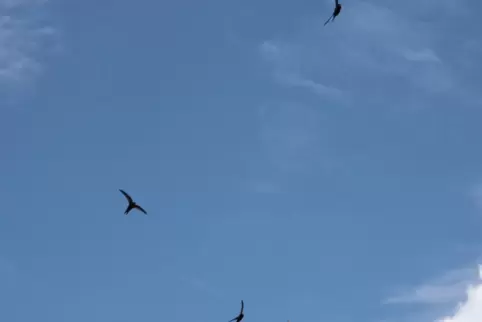  Mauersegler ähneln Schwalben, sind aber nicht mit ihnen verwandt.