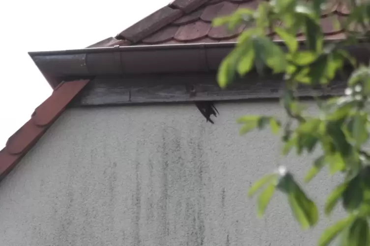 Hier krallen sich die Mauersegler fest, um durch den schmalen Spalt in ihre Kinderstube zu krabbeln. 