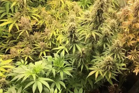 Cannabispflanzen.
