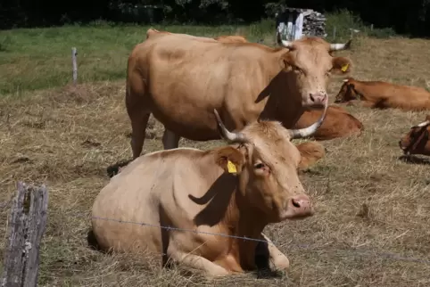 Acht Mutterkühe leben auf dem Weitersbacher Hof bei Doris und Harald Schmitt-Neumann. Die Landwirtin ist Vorsitzende des Züchter