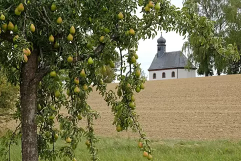 Die Obstbäume hängen dieses Jahr voll.