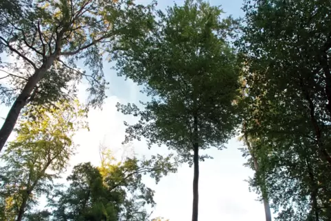 Auch Buchen leiden unter dem Klimawandel, wie hier im Bild zu sehen ist.
