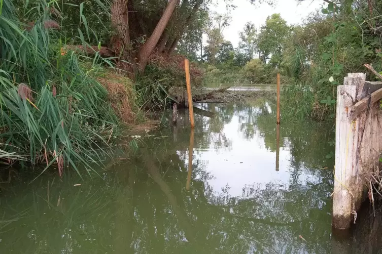 Ach diese L&uuml;cke ... Hier sollen fortan keine Fische mehr durchkommen. 