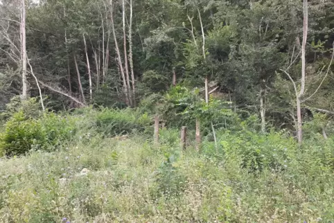 Zahlreiche Bäume am Haardtrand bei Deidesheim mussten wegen Trockenschäden gefällt werden. 