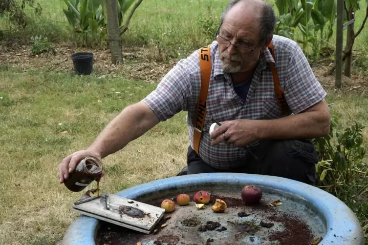 Hans Trinkel verdünnt Marmelade mit etwas Wasser und verteilt sie ein einer Ecke seines Gerolsheimer Gartens. 