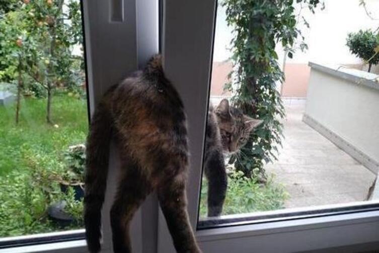 Katze Durch Gekipptes Fenster