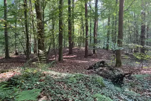 Eins von rund 85 keltischen Hügelgräbern im Wald bei Herxheim. 