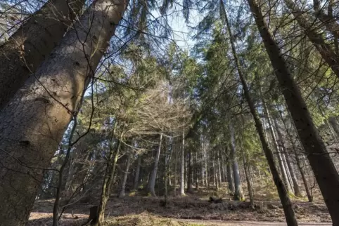 Der Pfälzerwald verändert sich aufgrund der andauernden Trockenheit. 